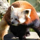 Red Panda.