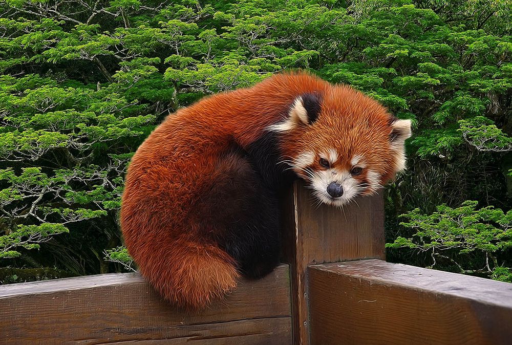 red panda