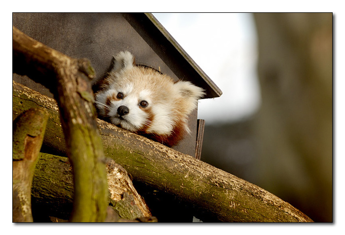 Red Panda