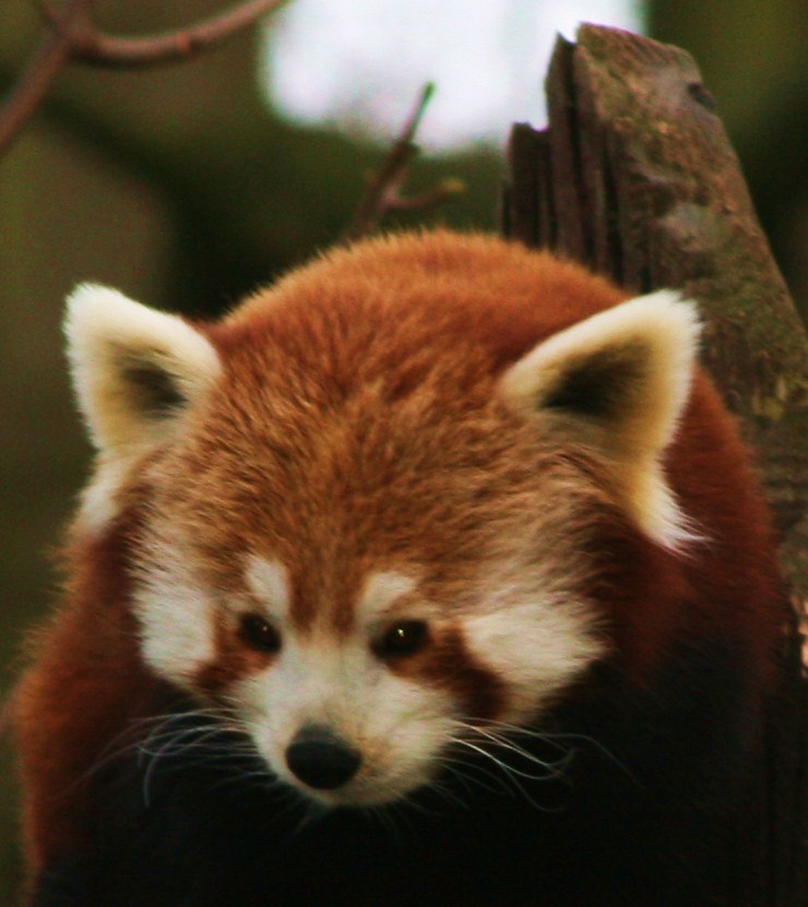 Red Panda