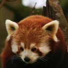 Red Panda