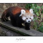 Red Panda Baby