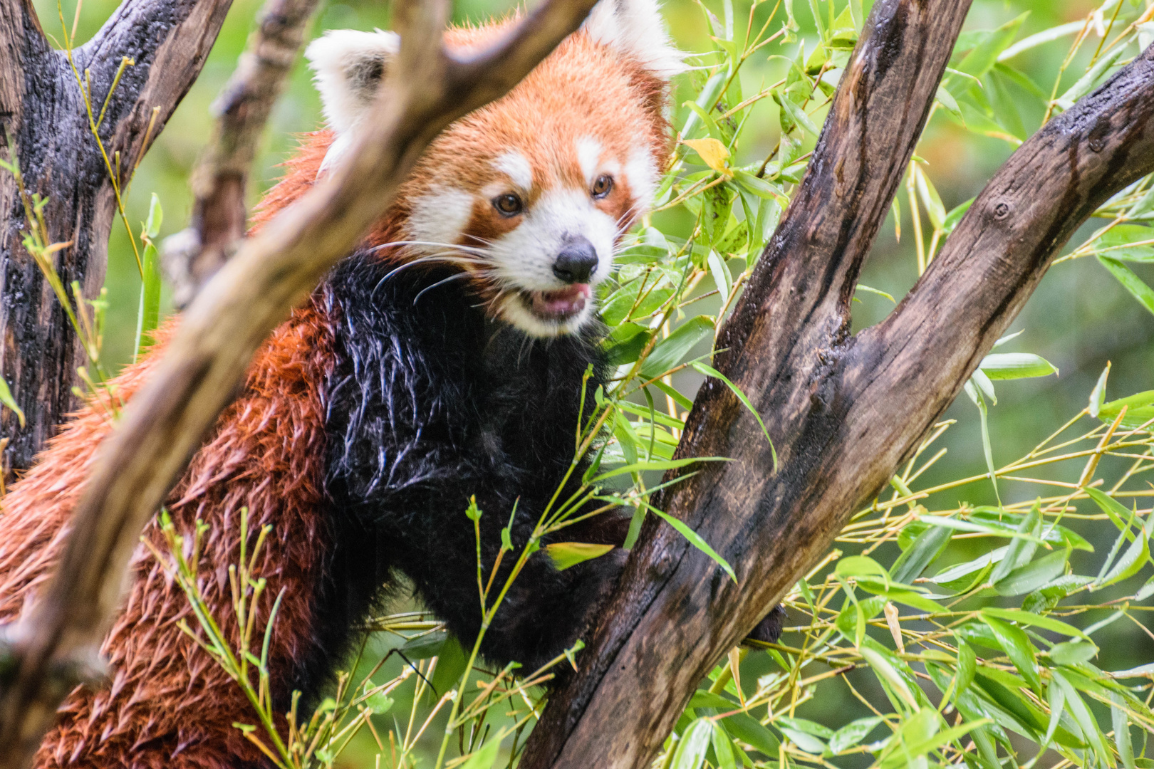 red panda