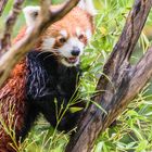 red panda