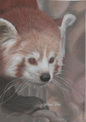 Red Panda Drawing - Roter Panda Zeichnung
