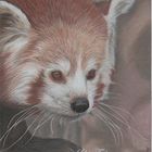 Red Panda Drawing - Roter Panda Zeichnung