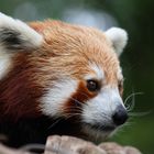 Red Panda