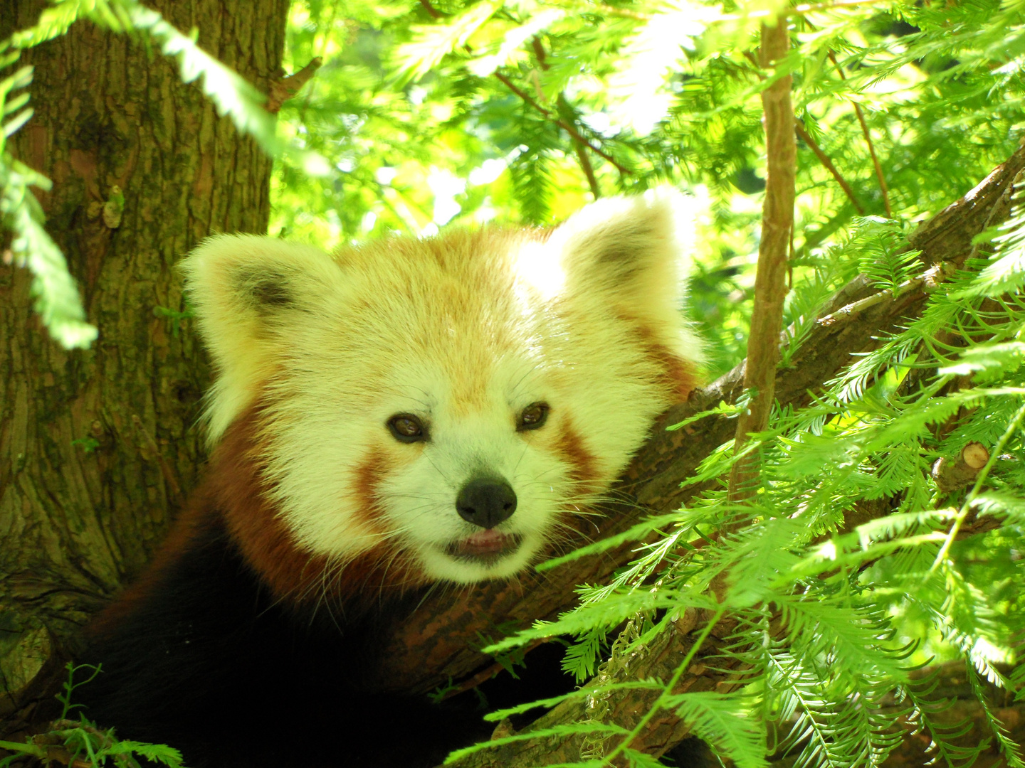 Red Panda