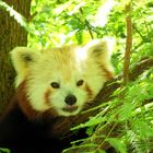 Red Panda