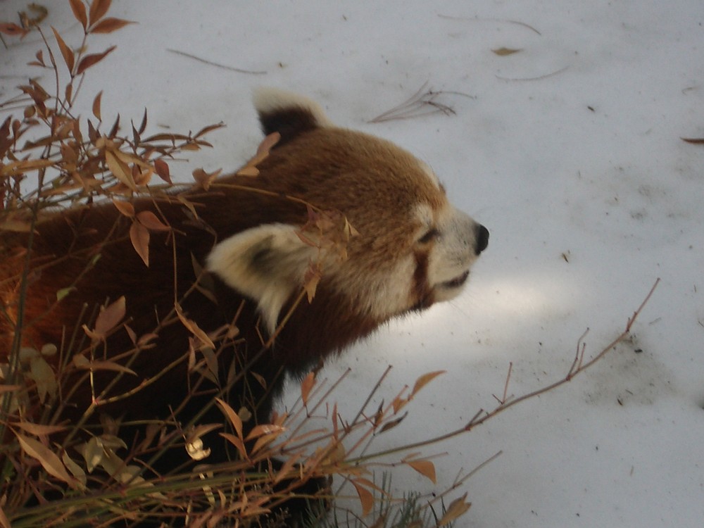 Red Panda in the snow