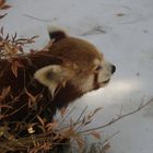 Red Panda in the snow