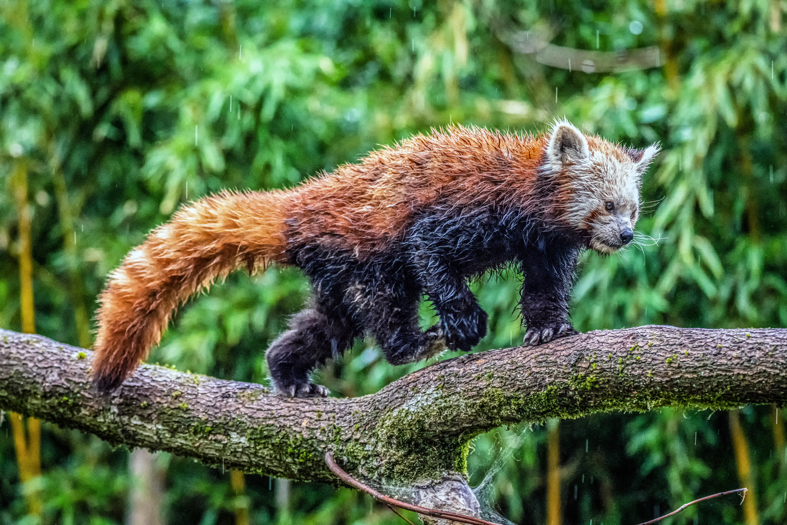 Red Panda, leider nur im Regen erwischt