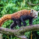 Red Panda, leider nur im Regen erwischt