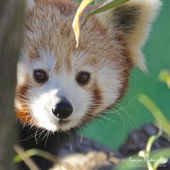 Red Panda Portrait