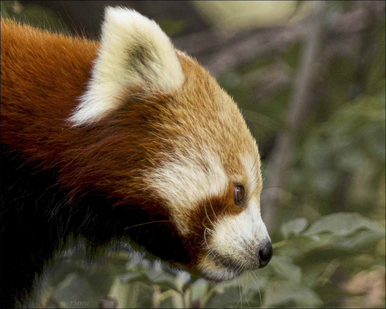 Red Panda Portrait