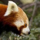 Red Panda Portrait