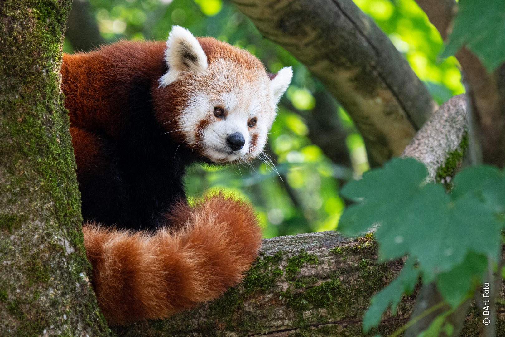 Red Panda Portrait