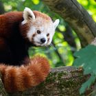 Red Panda Portrait