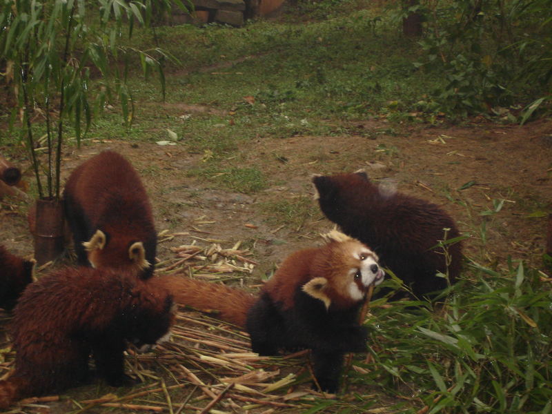 Red Panda sagt : mmmh soooo ein feiner Bambus