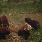 Red Panda sagt : mmmh soooo ein feiner Bambus