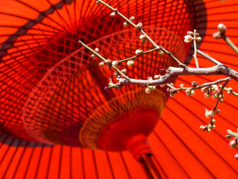 Red parasol and plum blossom