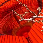 Red parasol and plum blossom