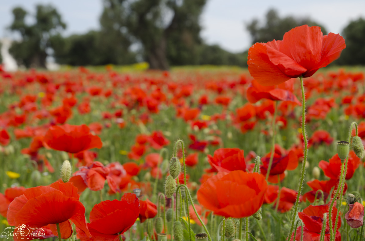 Red Passion