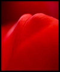 red passion