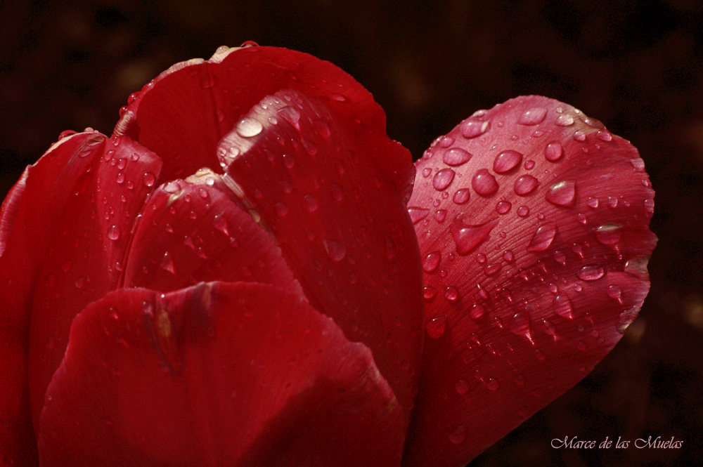 ...red passion...