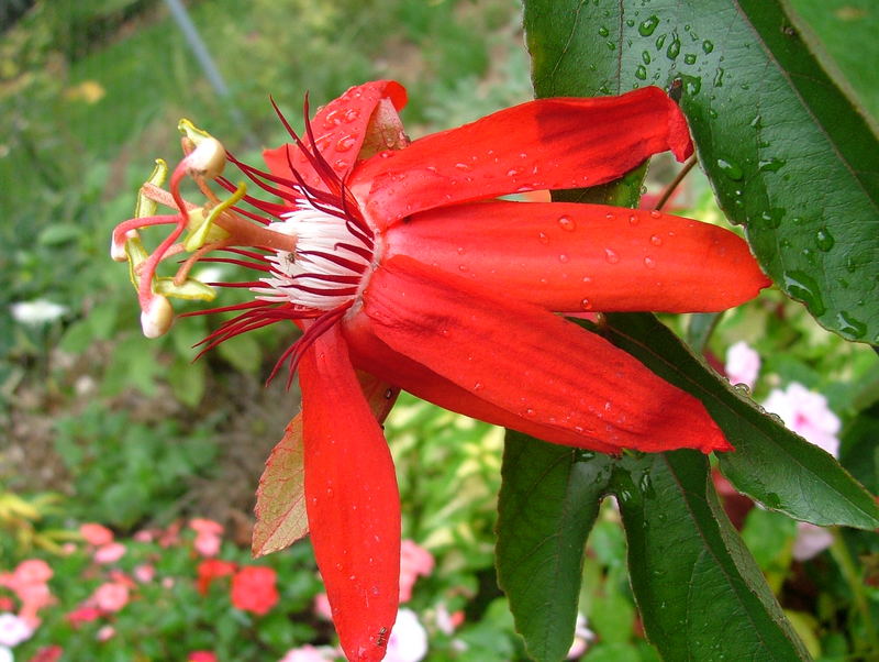 red passion flower