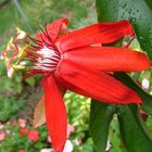 red passion flower