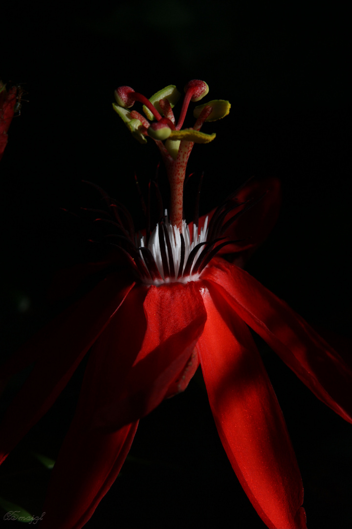 Red Passion flower_QLD