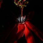 Red Passion flower_QLD