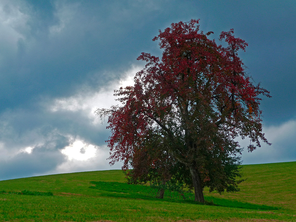 - red pear tree -