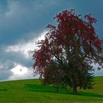 - red pear tree -