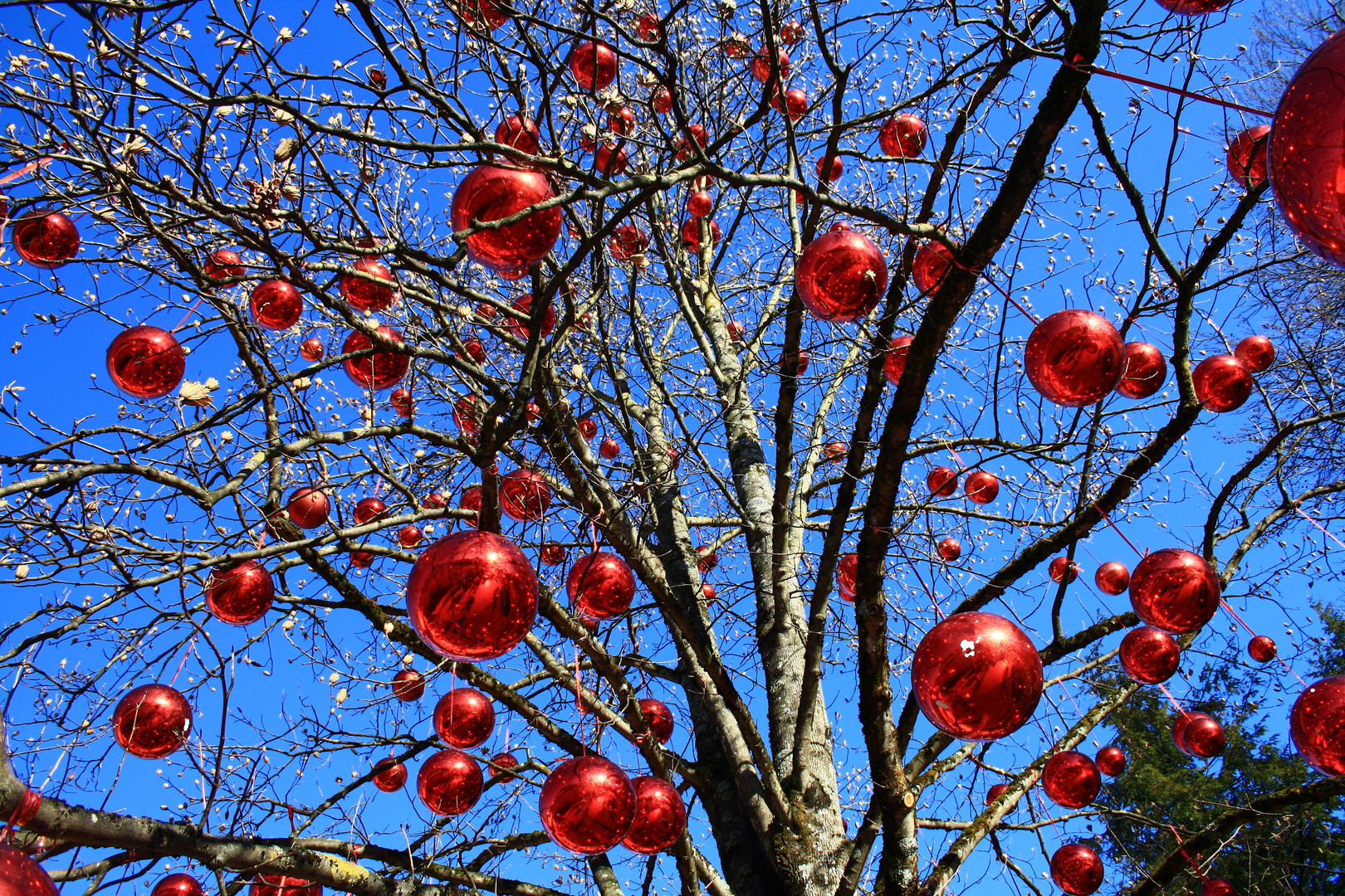 Red Pearl Tree