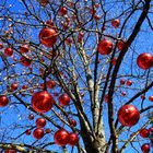 Red Pearl Tree