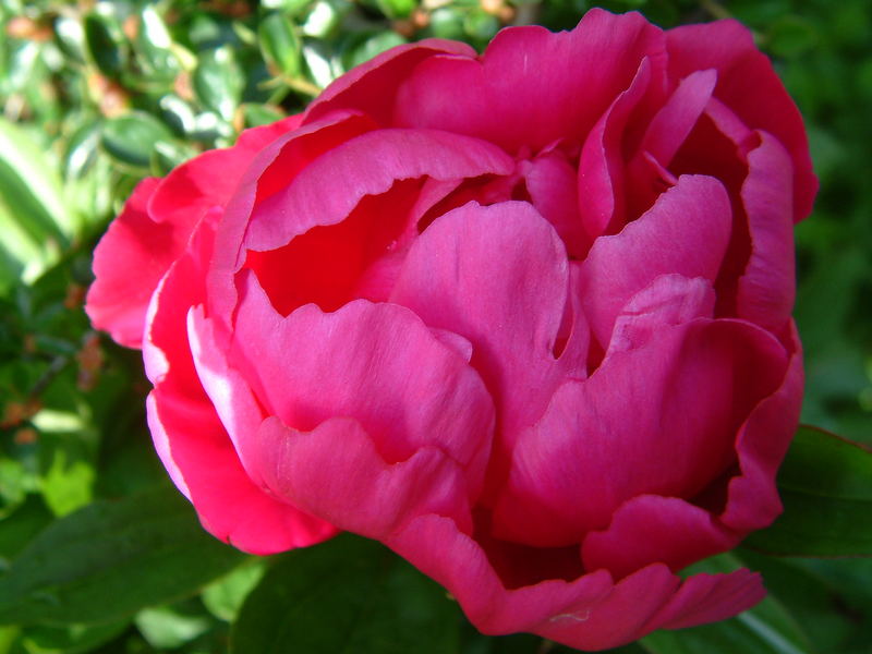 red peony/ rose