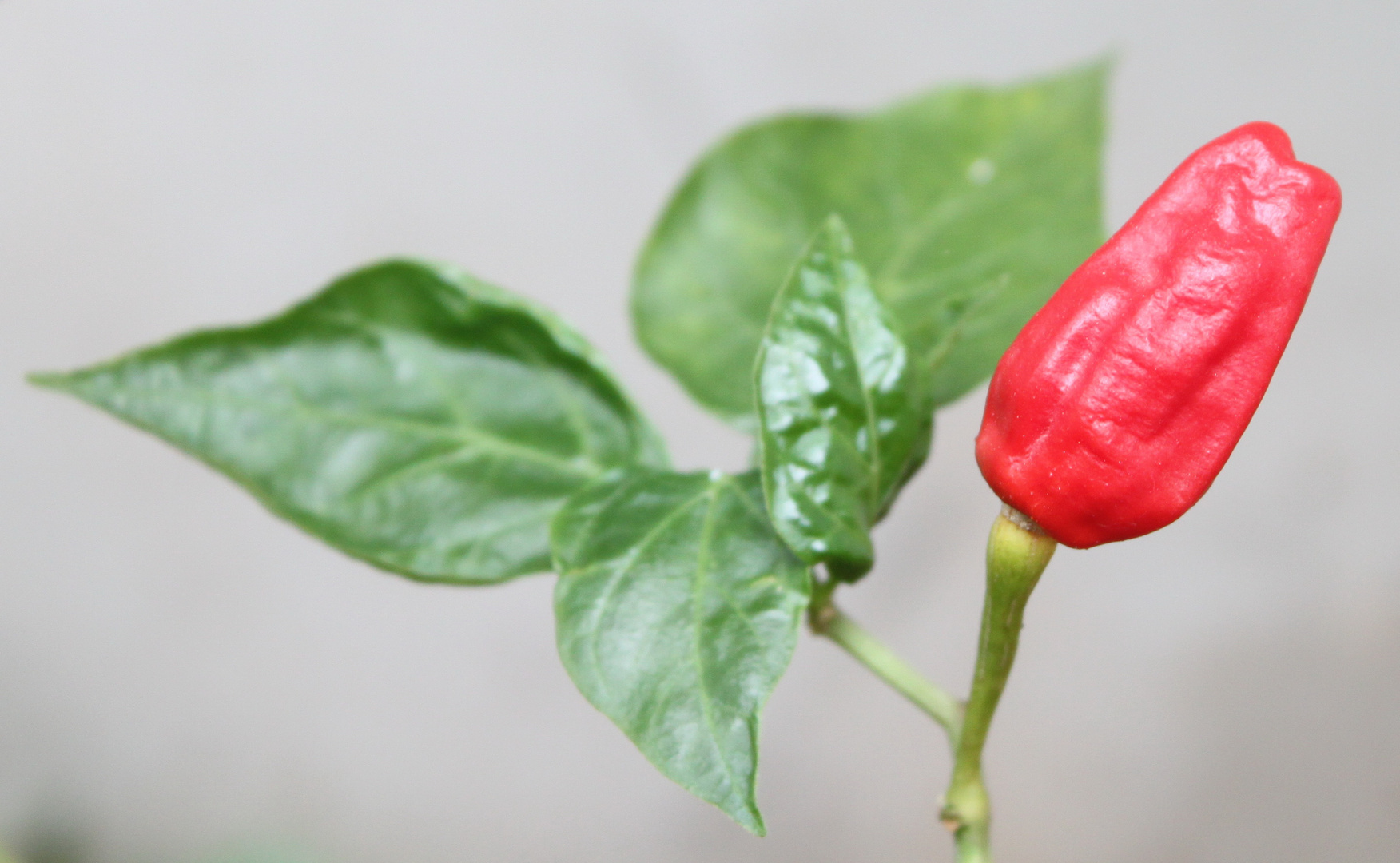 red pepper