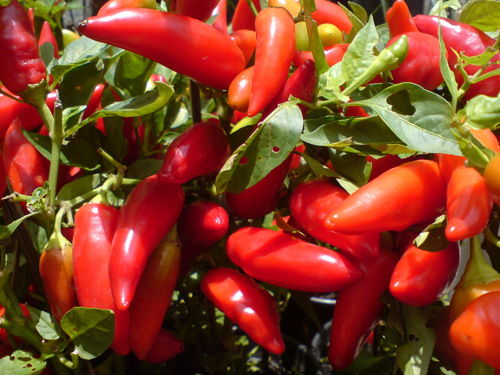 Red Peppers (Pimentas Vermelhas)