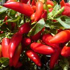 Red Peppers (Pimentas Vermelhas)