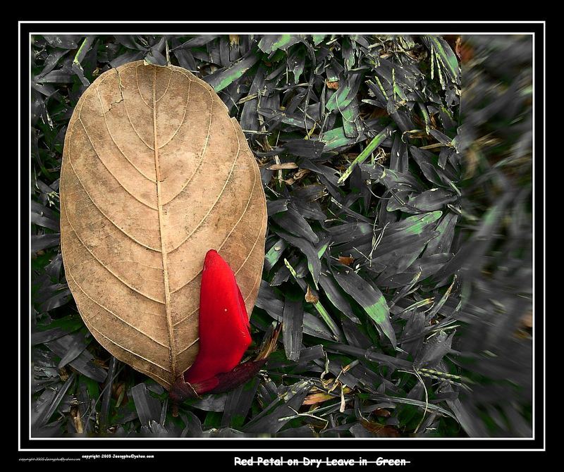 red petal on dry leaf in Green