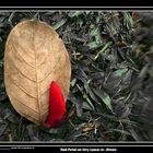 red petal on dry leaf in Green