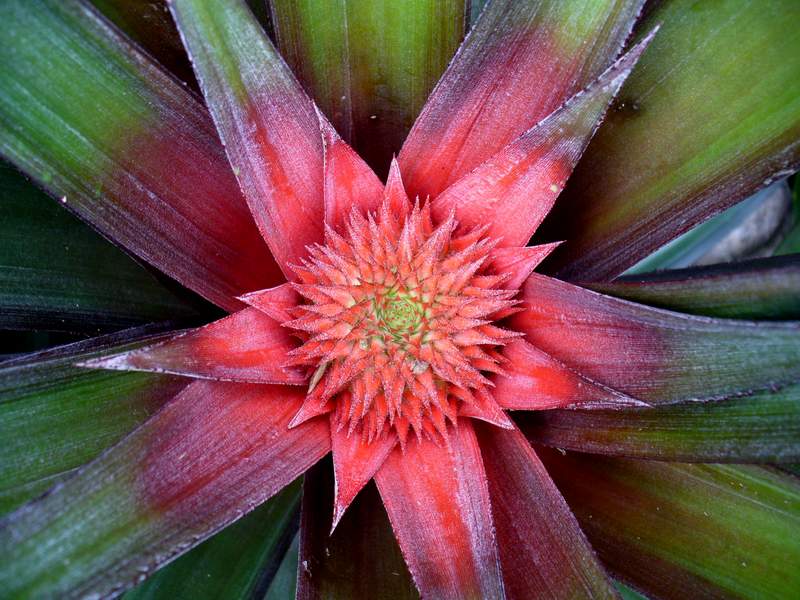 Red Pineapple Crown