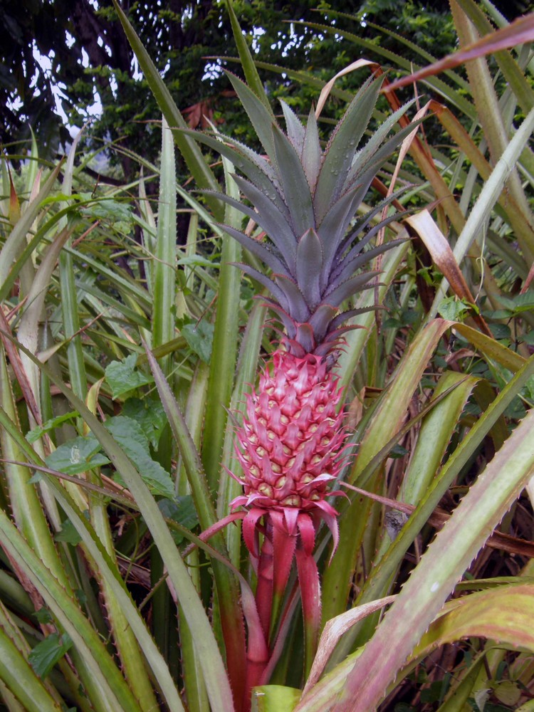 Red Pineapple