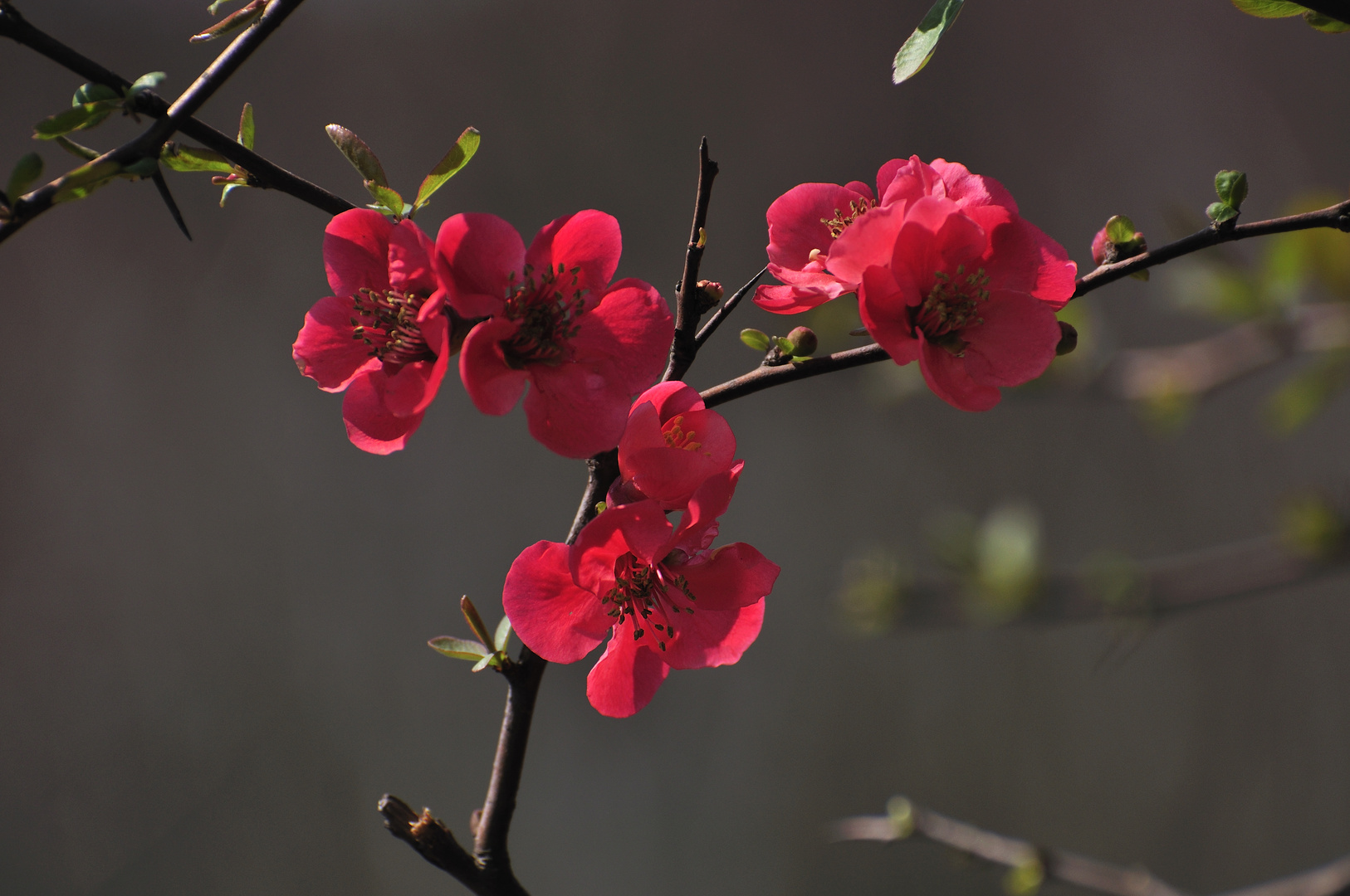 Red Plums