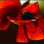 red poppies