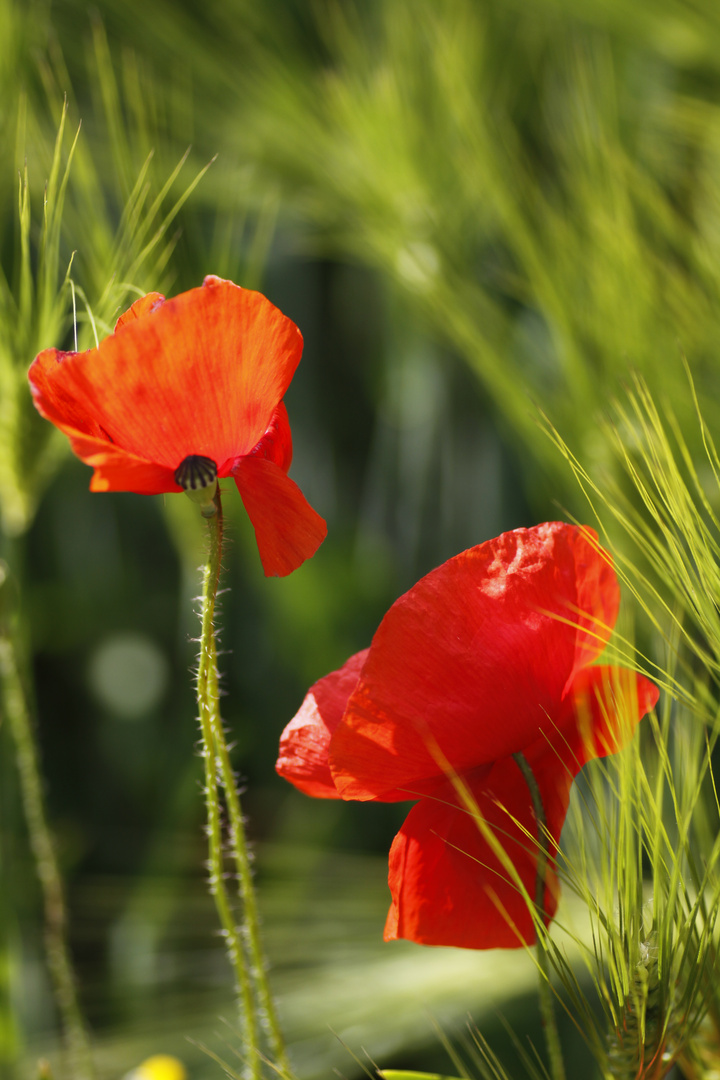 Red poppies