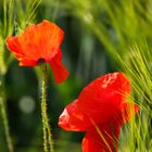 Red poppies