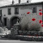 Red Poppies